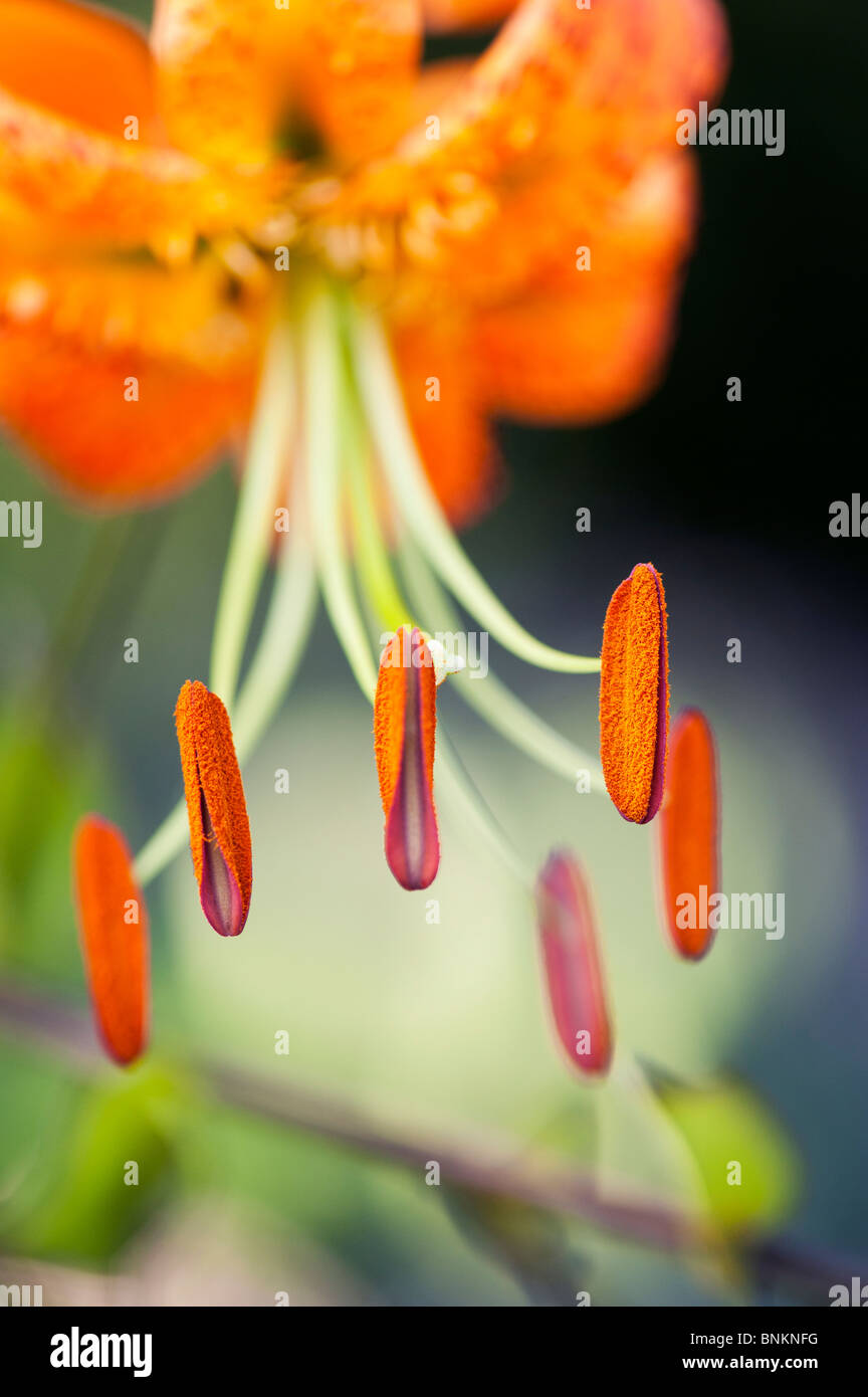 Lilium henryi. Henrys Tiger Lily / fleur de lys. Les détails sur les étamines et le pollen des anthères avec Banque D'Images
