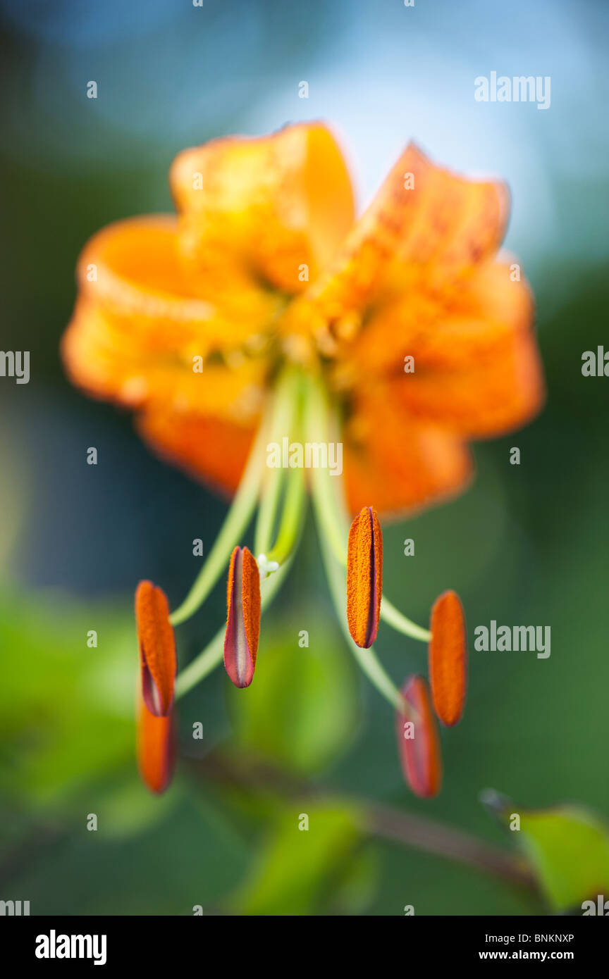 Lilium henryi. Henrys Tiger Lily / fleur de lys. Les détails sur les étamines et le pollen des anthères avec Banque D'Images