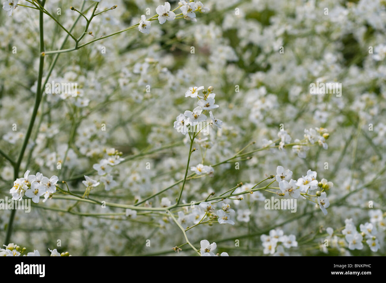 Crambe cordifolia fleurs mer Plus Kale Banque D'Images