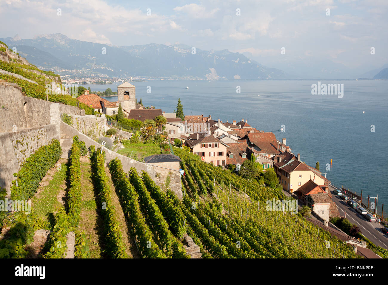 Vignobles en terrasses, Saint Saphorin, Lavaux, lac de Genève, Suisse. Banque D'Images