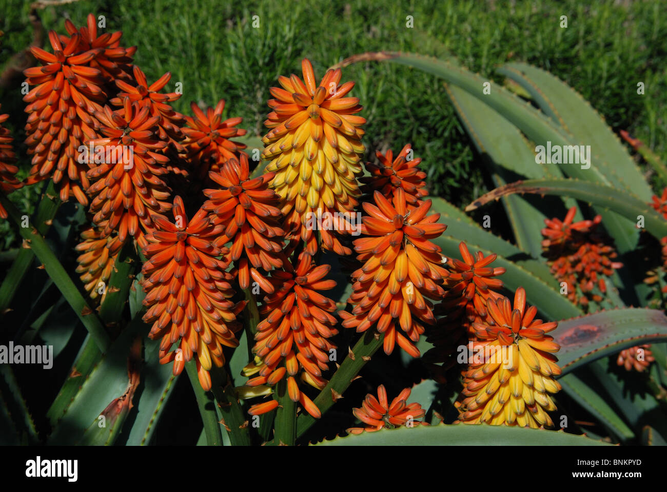 L'Aloe arborescens variegata, Velez Malaga, Costa del Sol, la province de Malaga, Andalousie, Espagne, Europe de l'Ouest. Banque D'Images