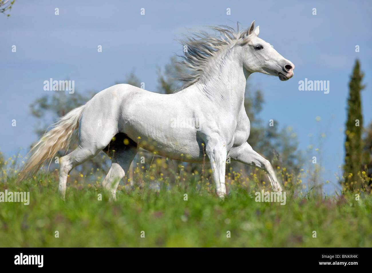 Balades cheval Paso Costarricense meadow Banque D'Images