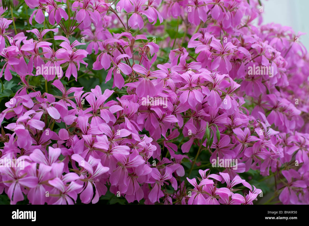 Pélargonium Mauve Mini Cascade fleurs Lilamica Banque D'Images