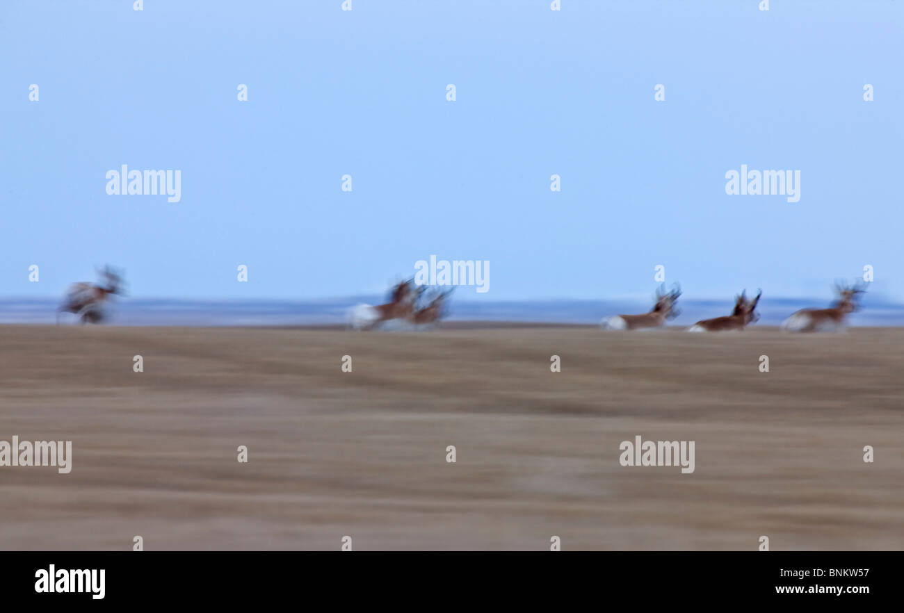 L'Antilope Saskatchewan Canada Banque D'Images