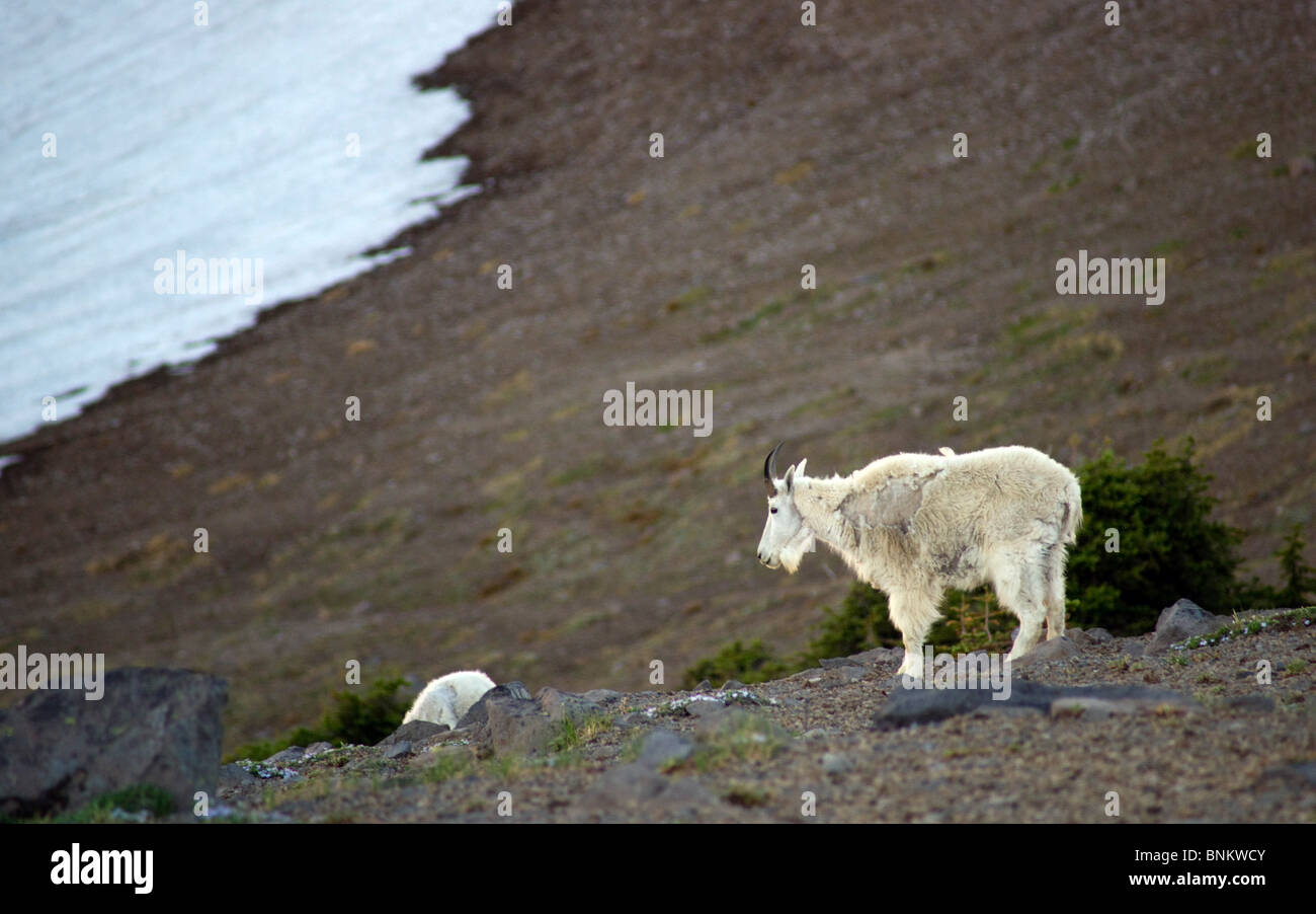 Un troupeau de chèvres sur le lever du soleil de l'État de Washington's Mount Rainier sur une journée claire Banque D'Images