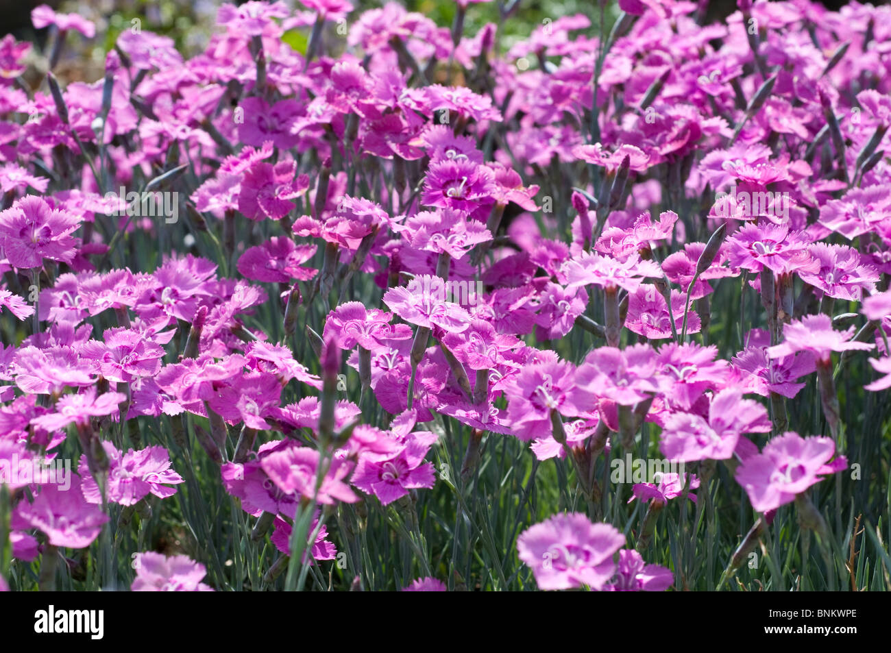 Sweet William fleurs dianthus Rose Banque D'Images