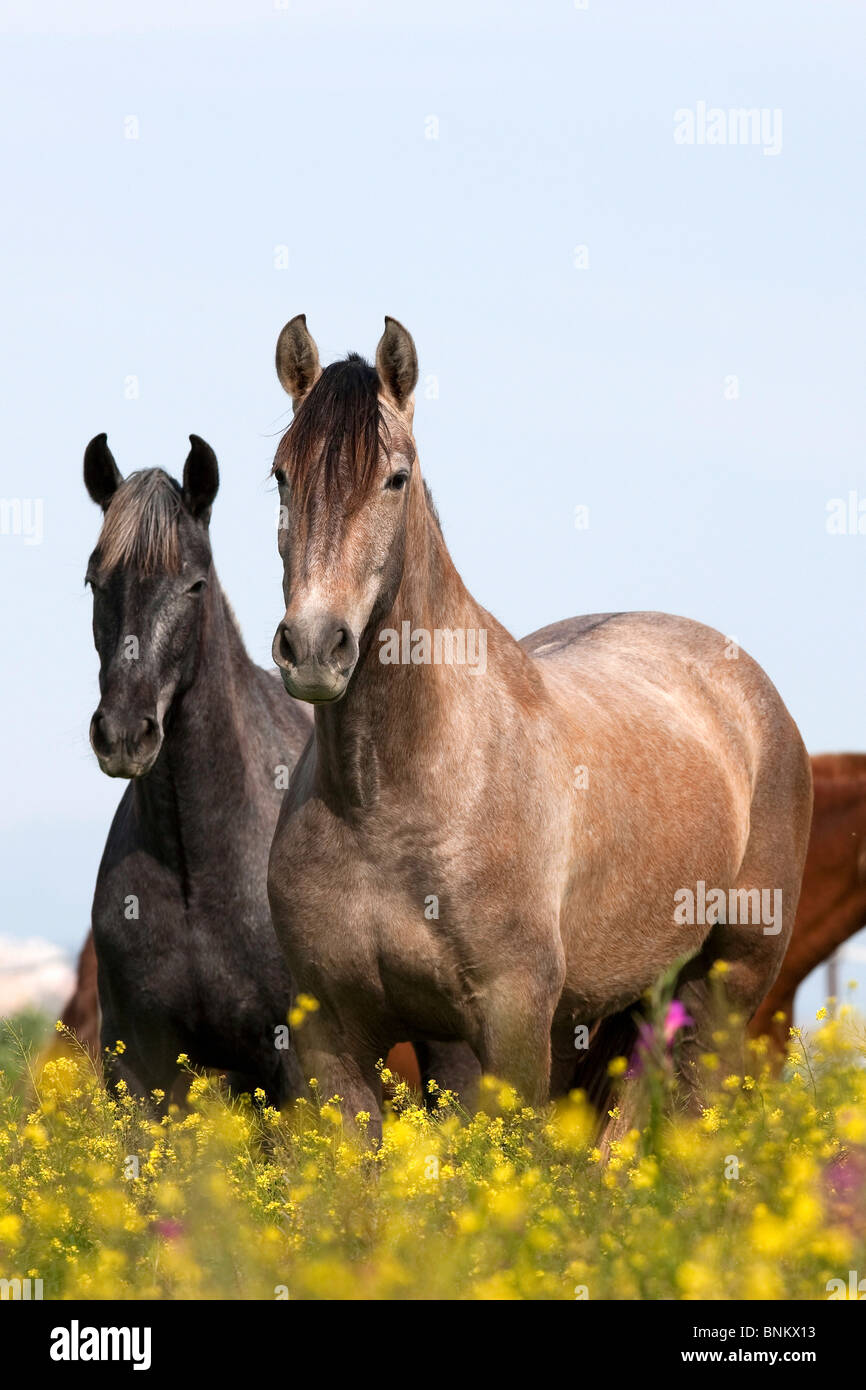Deux chevaux espagnol Pure prairie permanente Banque D'Images