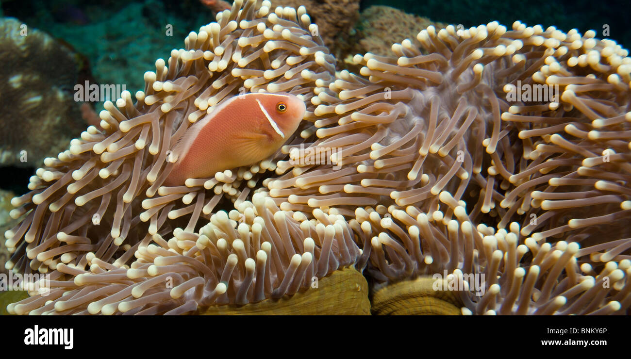 Poisson Clown (Amphiprion perideraion rose) par son anemone Banque D'Images