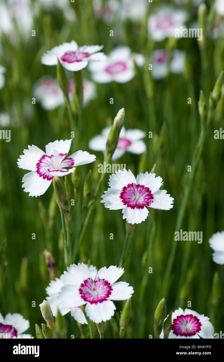 Sweet William Dianthus fleurs d'incendie de l'Arctique Banque D'Images