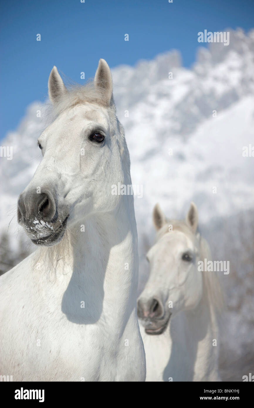 Portrait de chevaux lipizzan Banque D'Images
