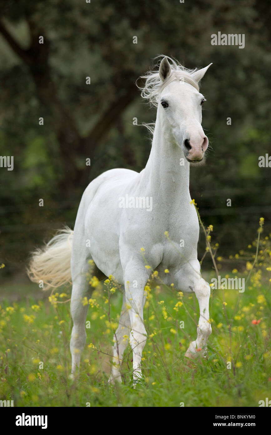 Balades cheval Paso Costarricense meadow Banque D'Images