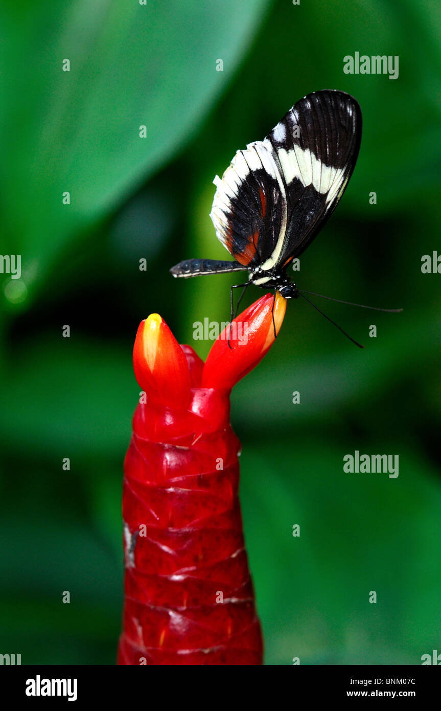 Un papillon sur une fleur rouge ampoule. Banque D'Images