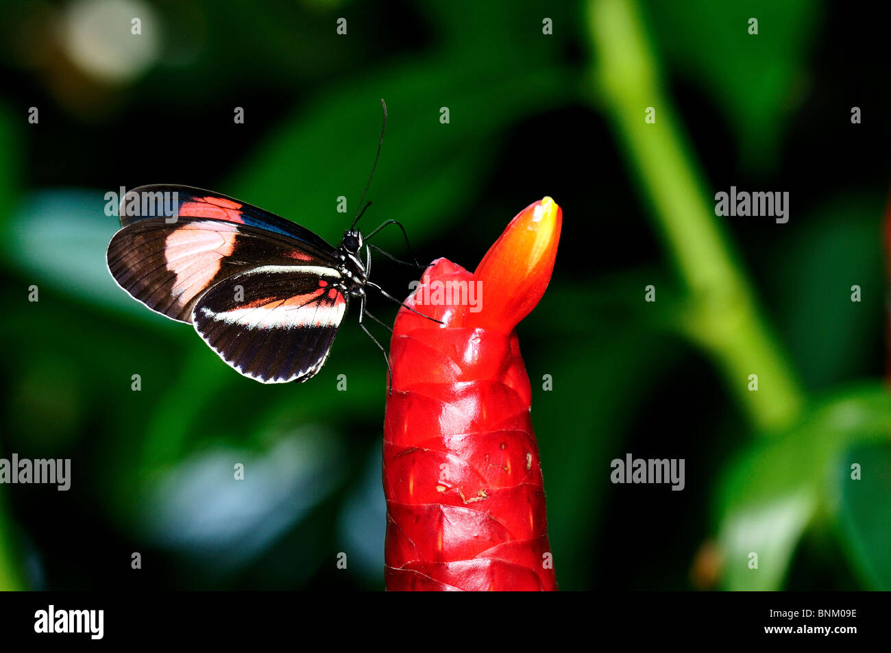 Papillon sur une fleur rouge ampoule. Banque D'Images