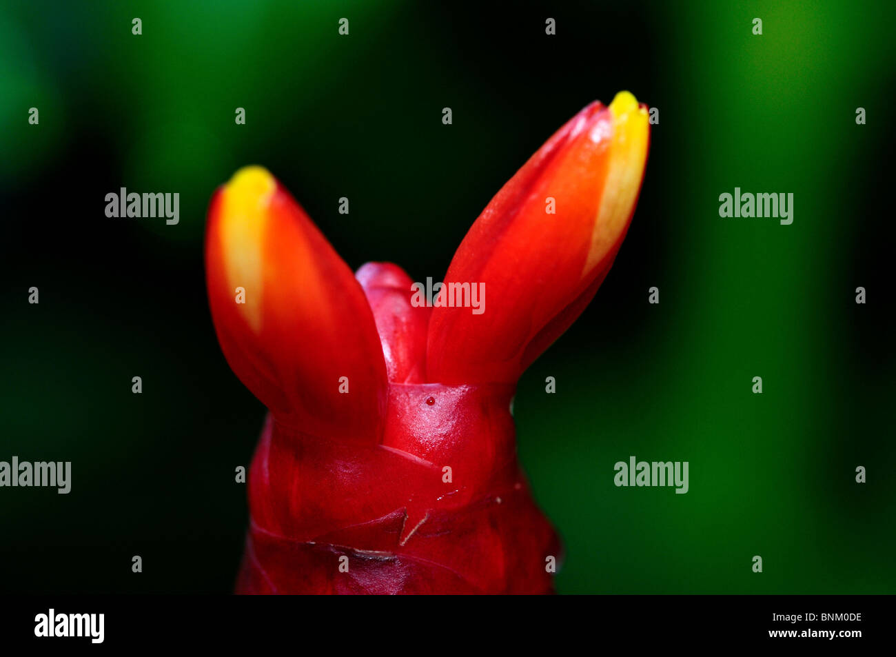 Fleur de gingembre rouge. Banque D'Images