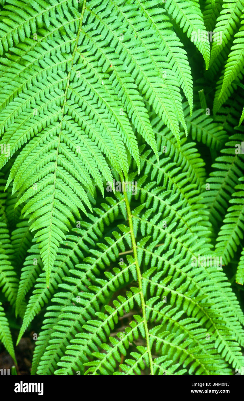 Les frondes de fougère du bouclier, Polystichum espèce, Parc National du Gran Paradiso, Italie Banque D'Images