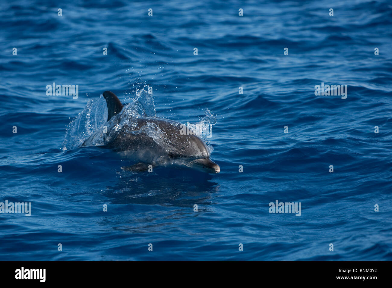 Dauphin tacheté de l'Atlantique Stenella frontalis Fleckendelfin Atlantischer Pico Açores Portugal Banque D'Images