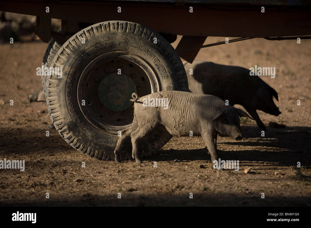 L'Espagnol les porcs ibériques, la source de jambon ibérique, rayures eux-mêmes sur un pneu en Prado del Rey, Andalousie, Espagne Banque D'Images