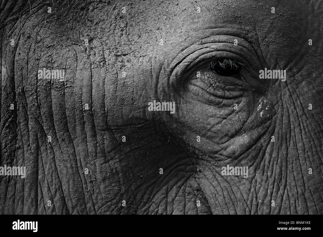 Close-up de l'éléphant au Sri Lanka Banque D'Images