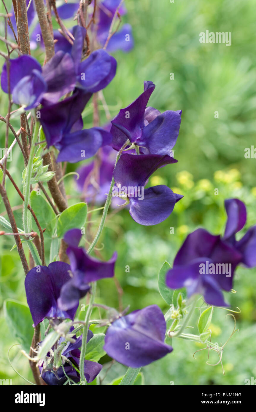 Lathyrus fleurs pois BLEU MARINE KING SIZE Banque D'Images