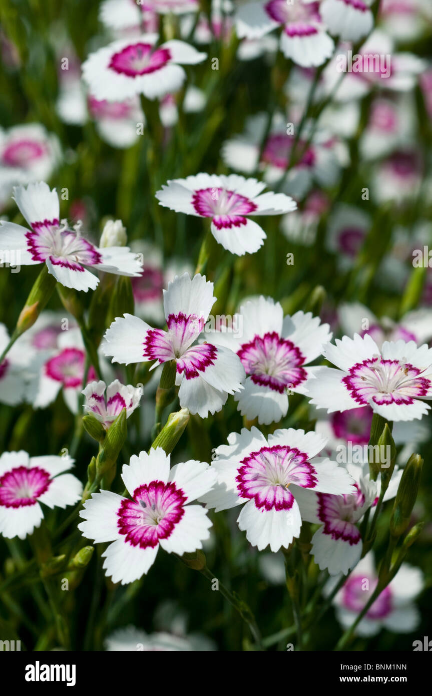 Sweet William Dianthus fleurs d'incendie de l'Arctique Banque D'Images