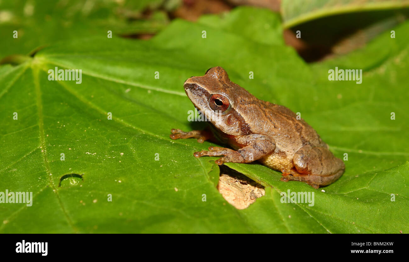 La rainette crucifère (Pseudacris crucifer) en Alabama Banque D'Images