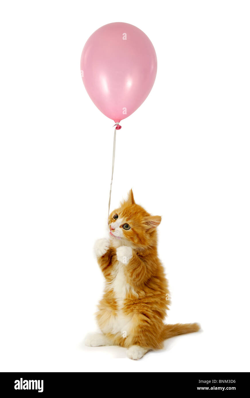 Sweet cat kitten tenant un ballon rose. Banque D'Images