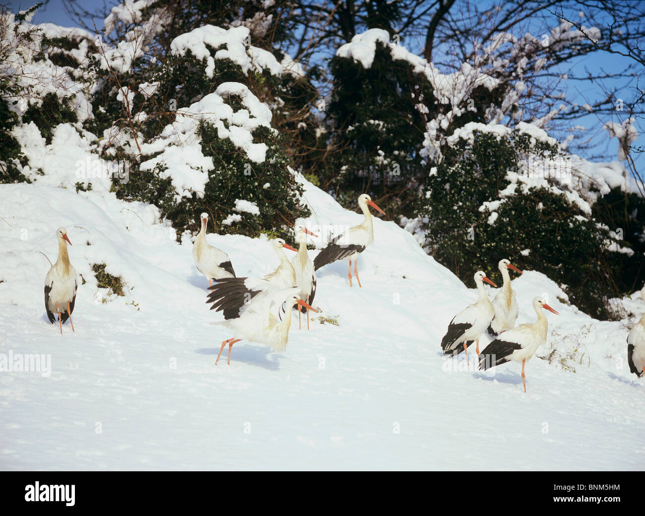 Plusieurs Cigognes blanches dans la neige / Ciconia ciconia Banque D'Images
