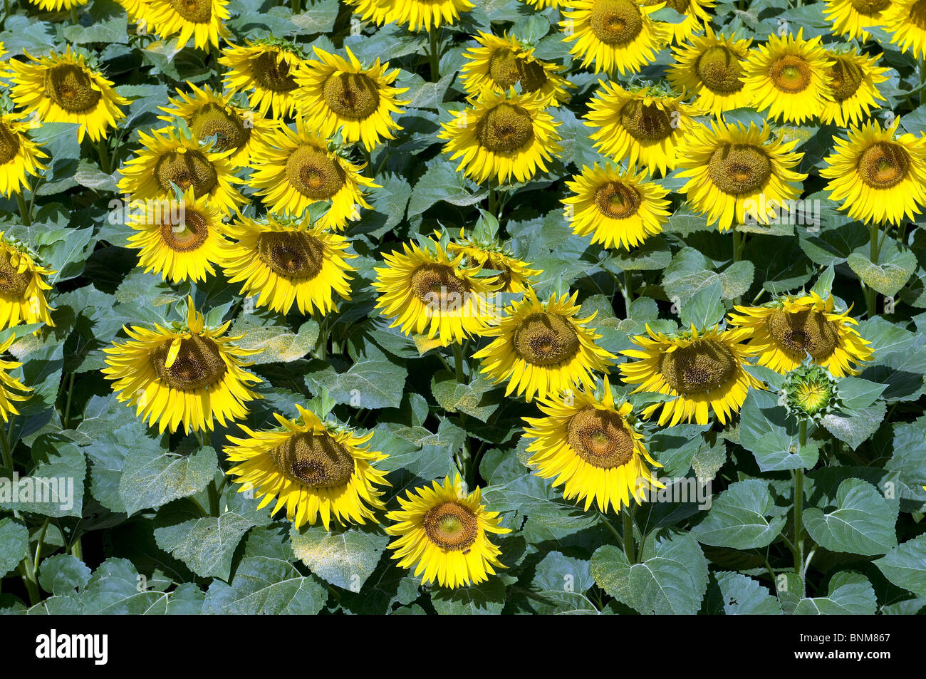 Champ de tournesols beaucoup de fleurs nature plantes jaune Helianthus annuus close-up Banque D'Images