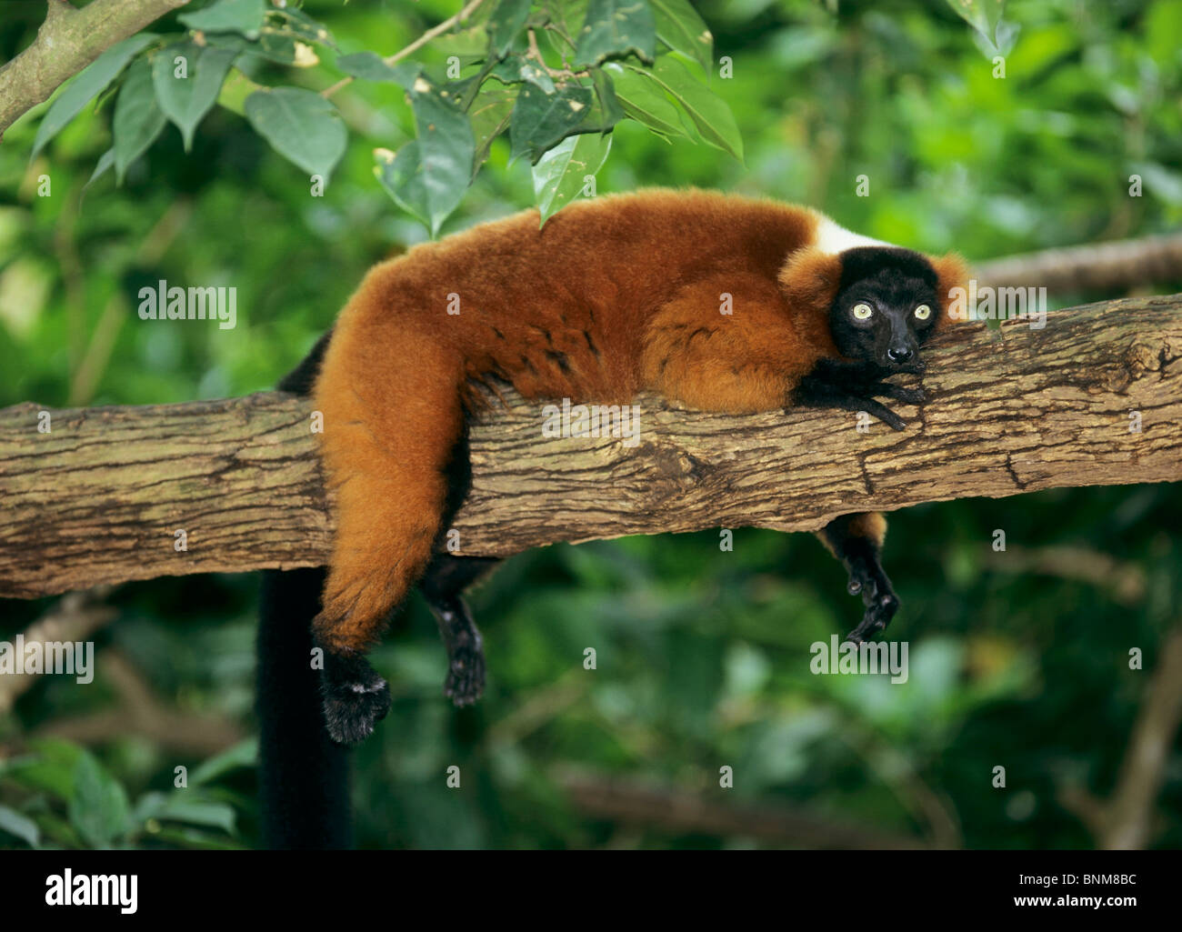 La Gélinotte Red Lemur - allongé sur une branche / Le Varecia rubra Banque D'Images