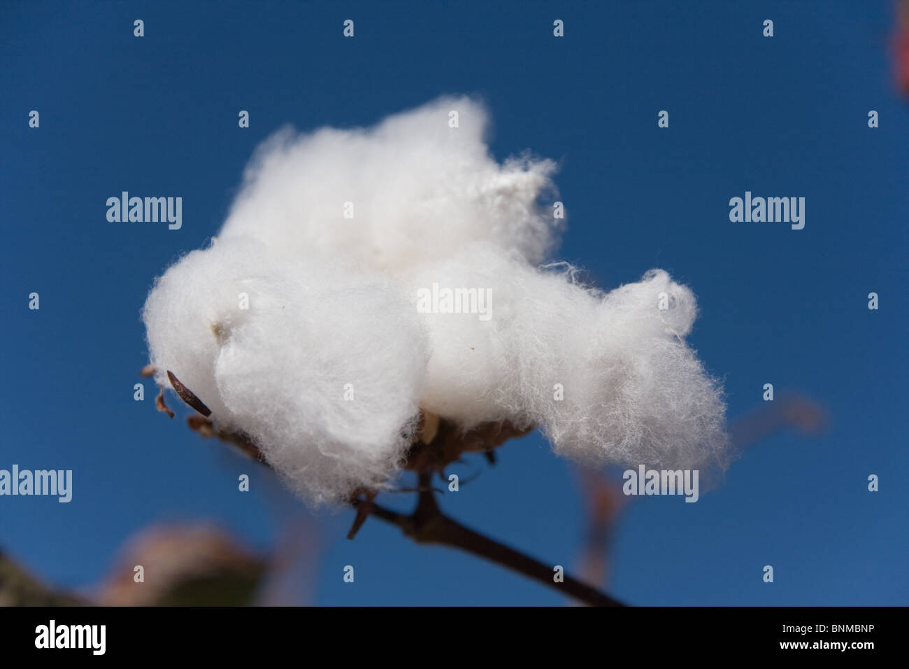 Photo d'un plant de coton contre un ciel bleu profond. Banque D'Images