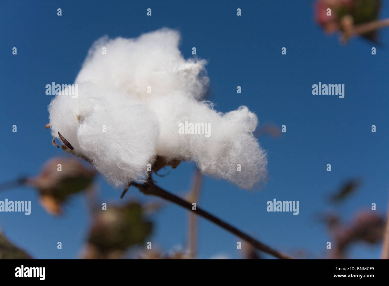 Photo d'un plant de coton contre un ciel bleu profond. Banque D'Images