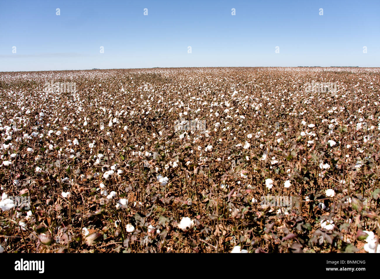 Photo d'une récolte de coton. Banque D'Images