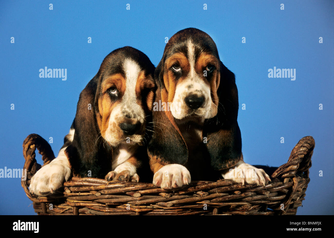 Chiots Basset Basset Hound puppies Hush Puppies Animaux chien chiot Basset  Hound chien de chasse des animaux de race chien panier portrait young Photo  Stock - Alamy