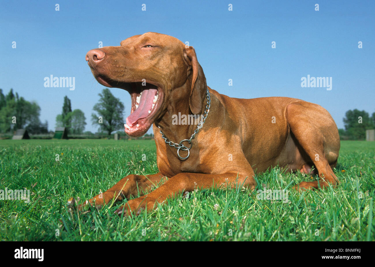Bracco Italiano Chien Animal De Race Chien Chien Italien Sur
