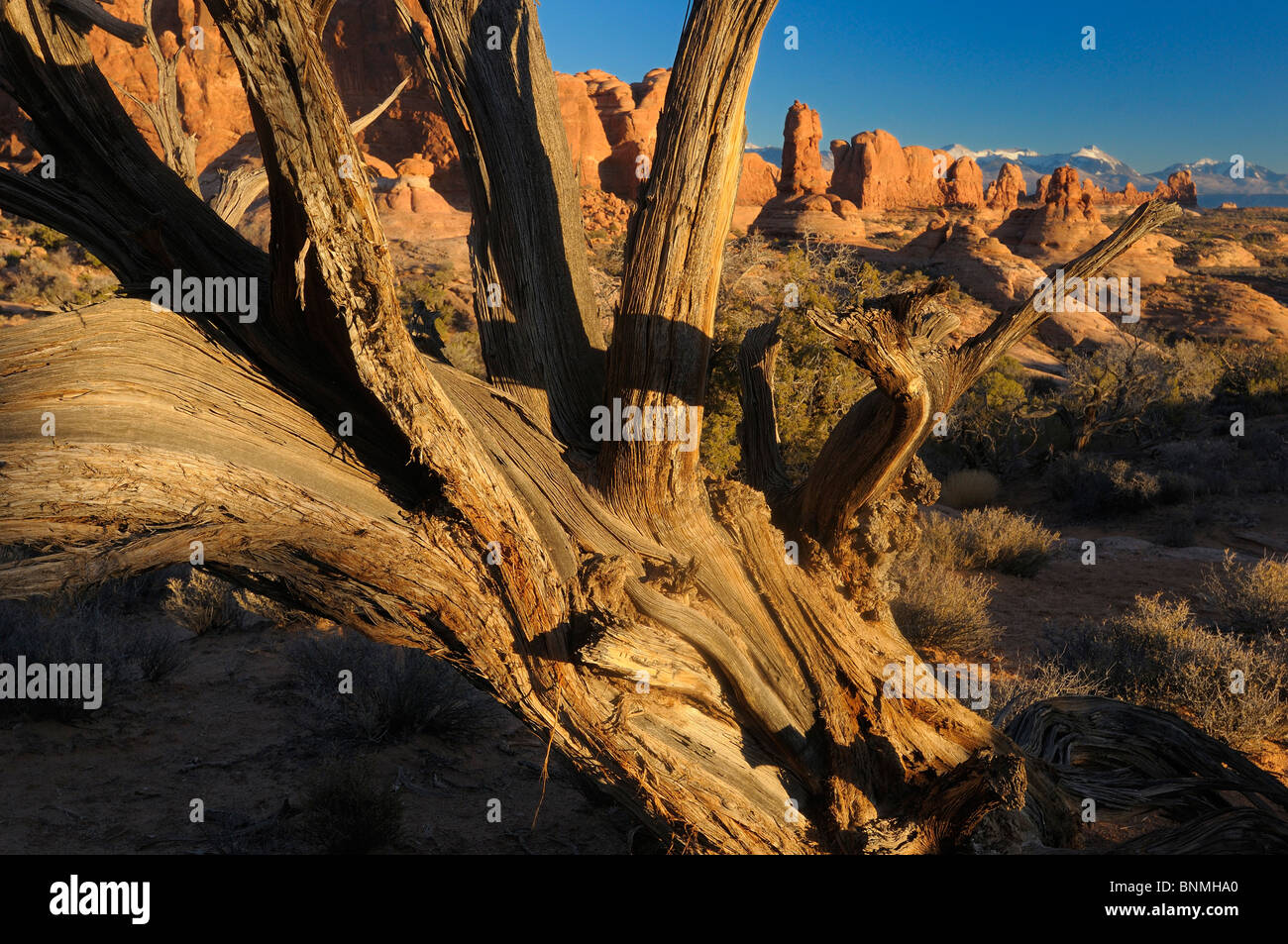 Jardin de l'Eden rock formations bois Red Rocks Nature Paysage Parc National Arches National Park près de Moab Utah USA Amérique latine Banque D'Images