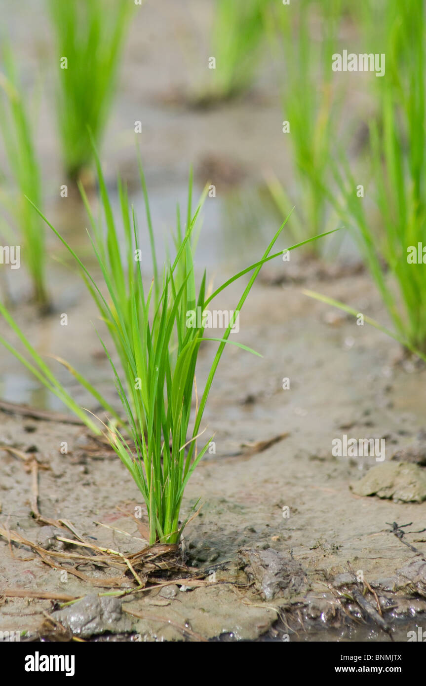 Des semis de riz dans une rizière humide en Thaïlande. Banque D'Images