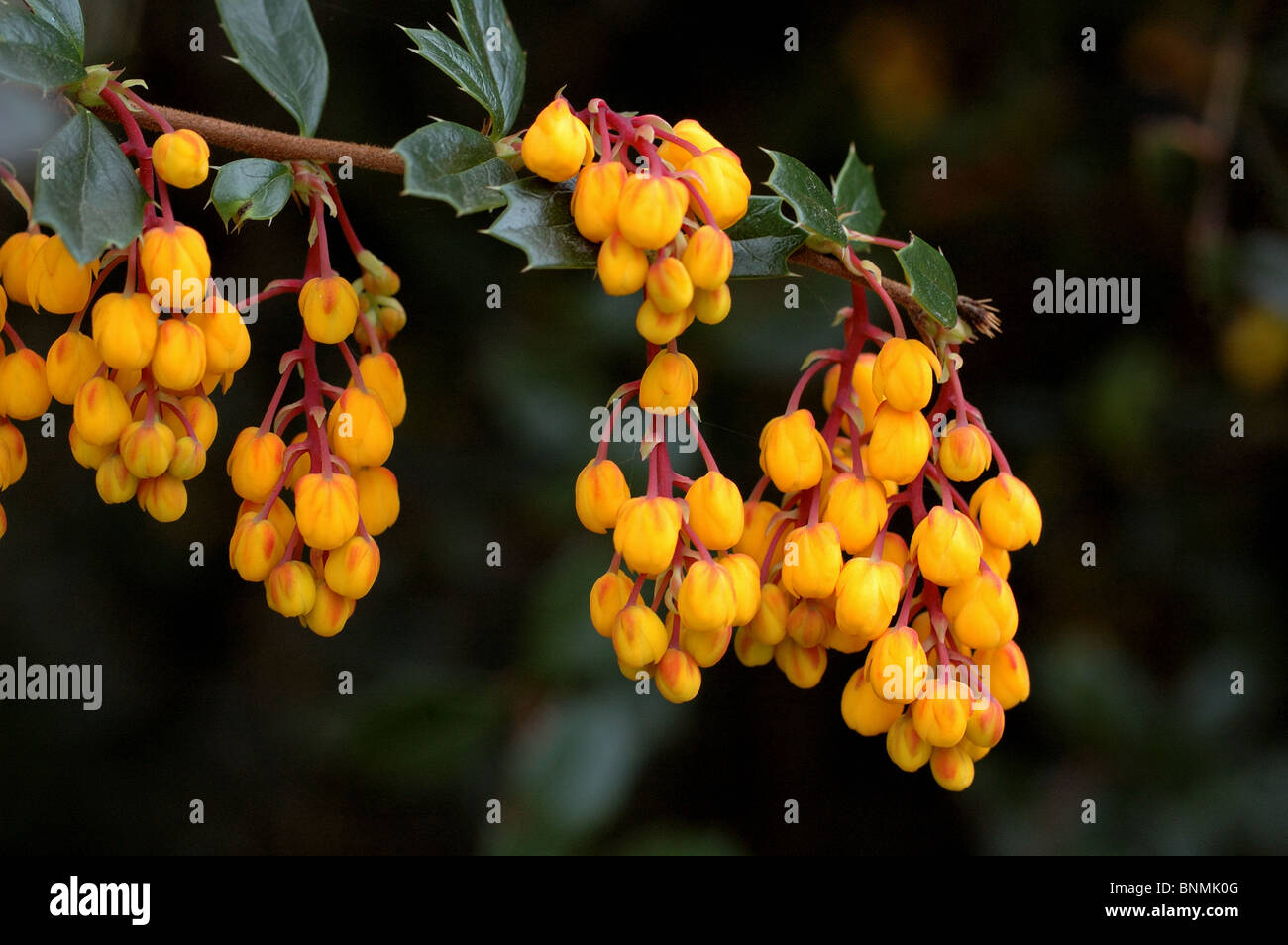 L'épine-vinette Berberis darwinii de Darwin Banque D'Images