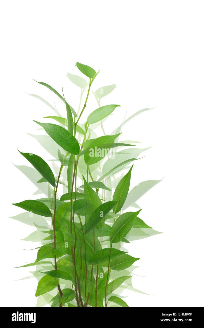 Branches de la jeune plante verte contre fond blanc Banque D'Images
