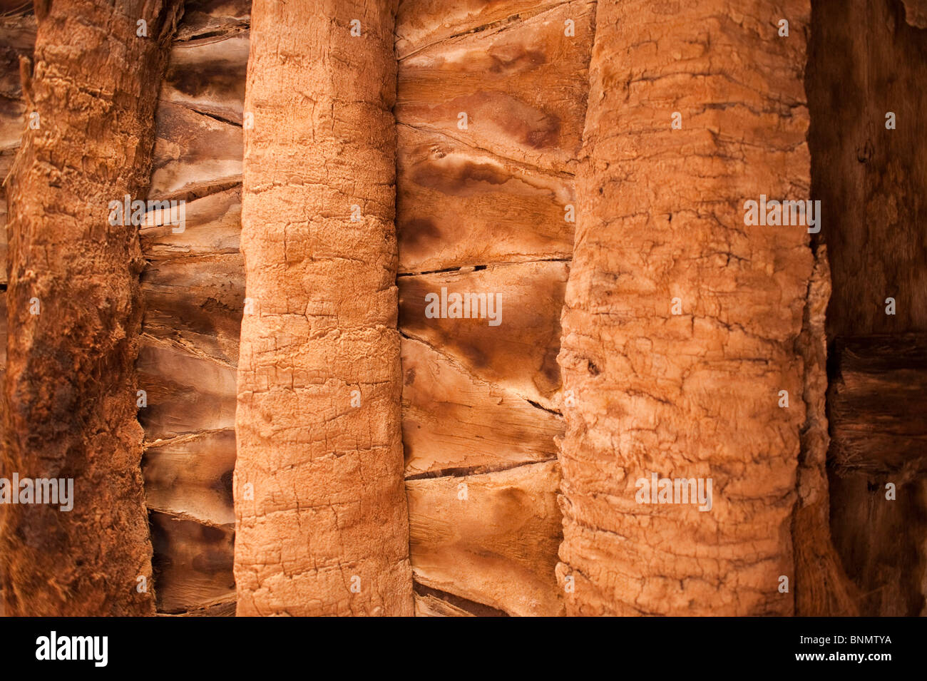 Palm, cadre traditionnel de Figuig, province de Figuig, région orientale, le Maroc. Banque D'Images