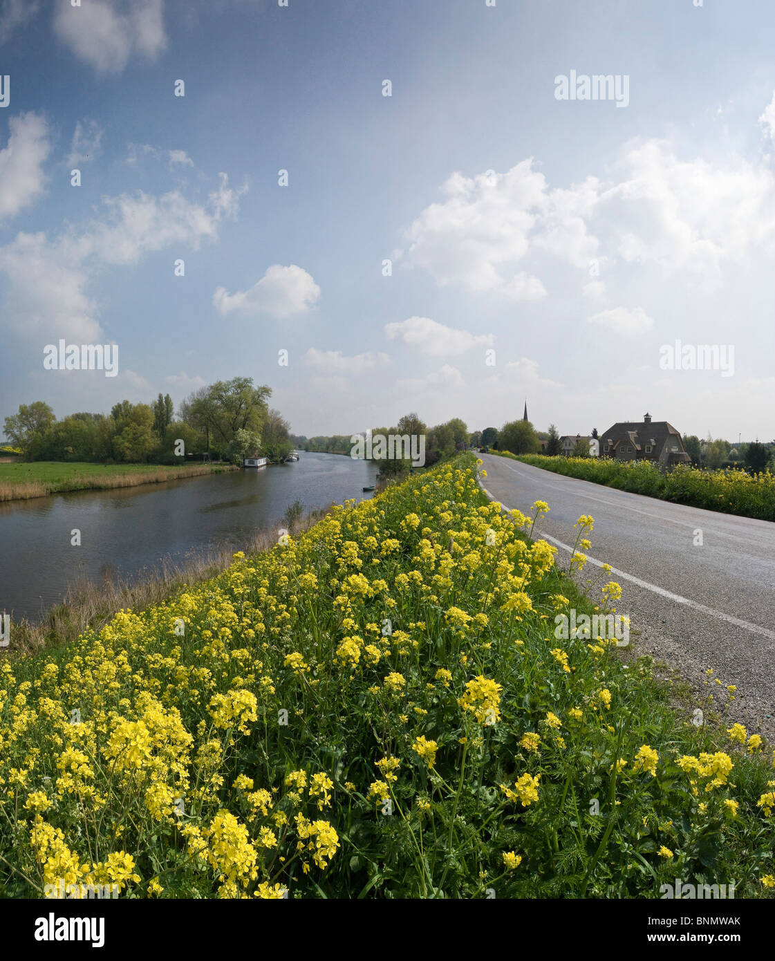 Pays-bas Hollande Gueldre Spijk Fleurs Printemps de l'eau paysage rivière Digue panorama Linge Banque D'Images