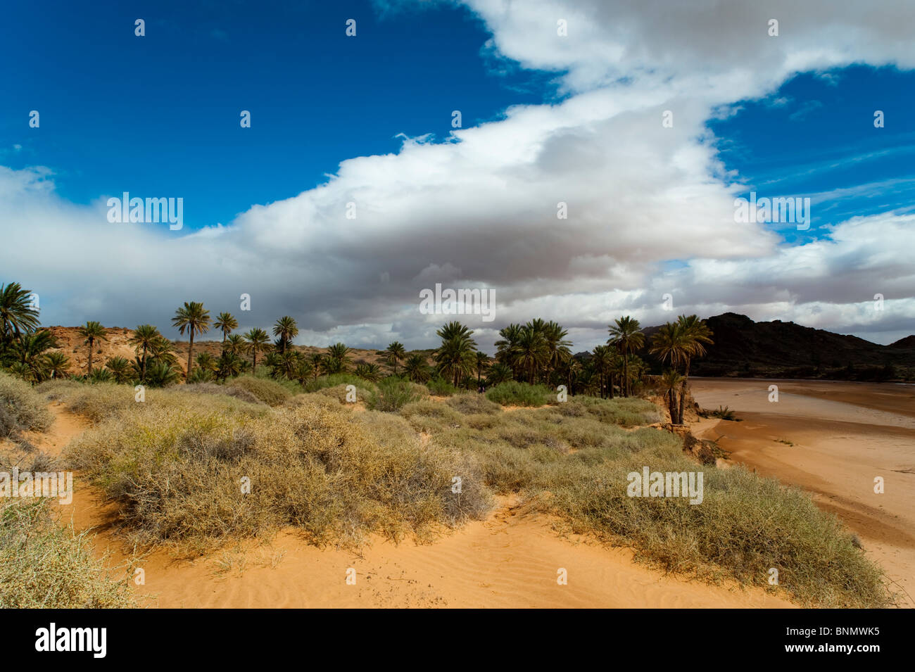 Rive, rivière, Saf Saf (frontière avec l'Algérie), l'oasis de Figuig, province de Figuig, région orientale, le Maroc. Banque D'Images