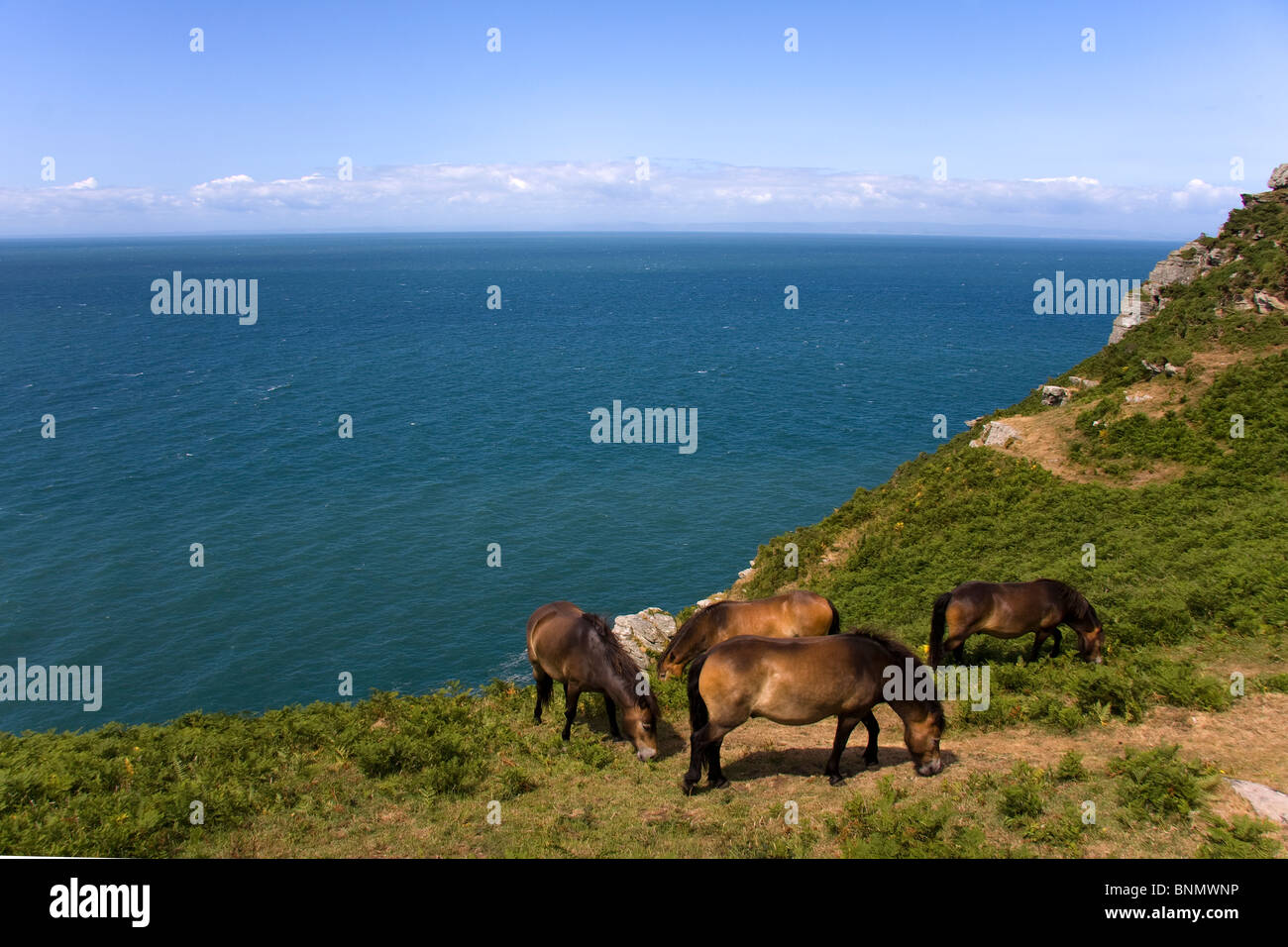 Poneys Exmoor dans la vallée des roches avec le canal de Bristol comme arrière-plan. Parc national d'Exmoor Banque D'Images