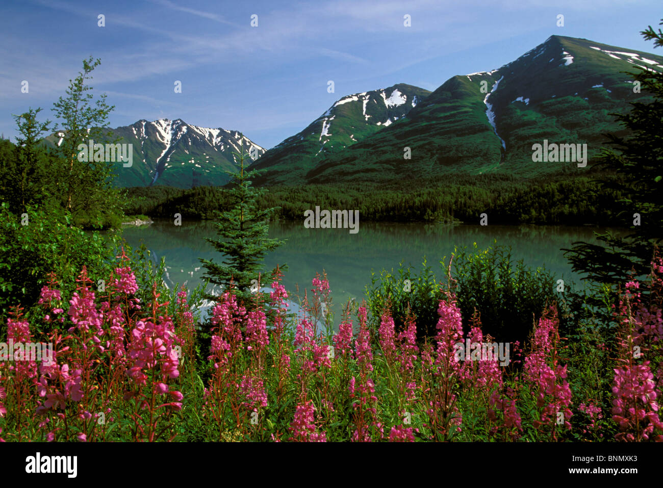 Lake Trail w/Fireweed Blooming KP Alaska Summer Banque D'Images