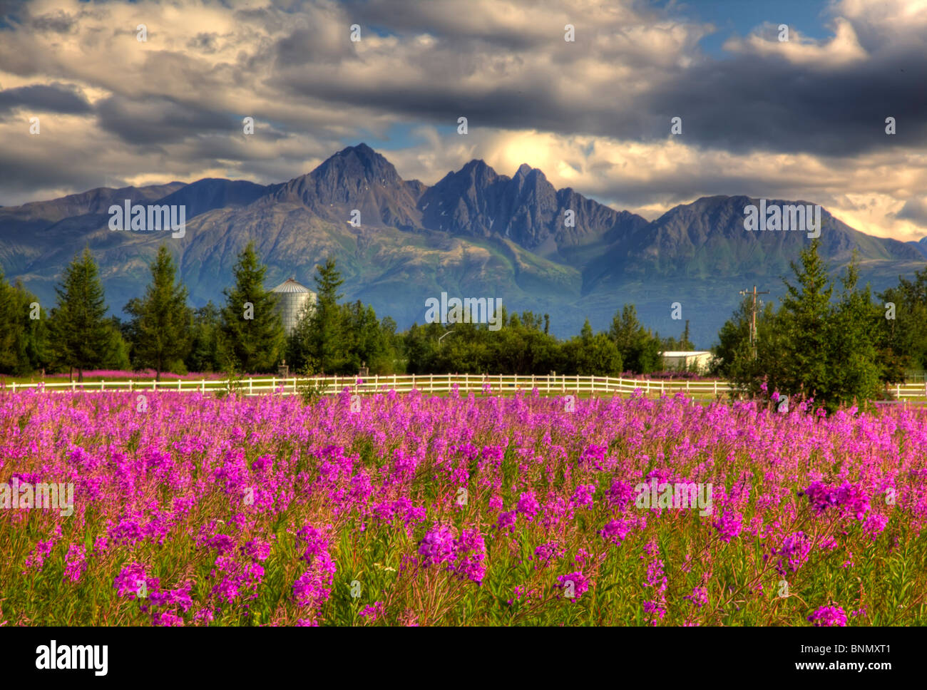 Vue panoramique de Pioneer avec pointe à l'avant-plan de l'Épilobe, Palmer, Alaska, image HDR Banque D'Images