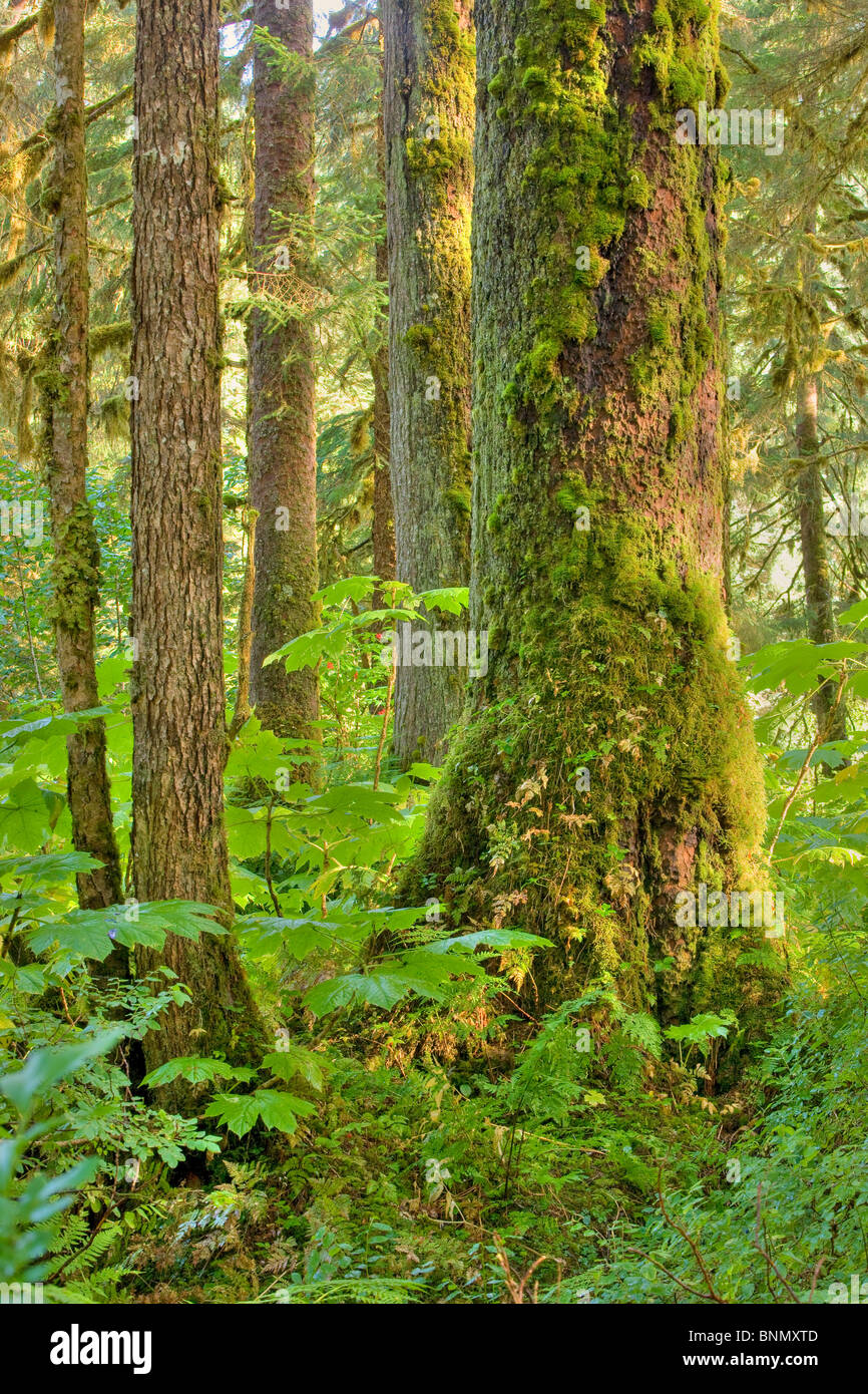 La mousse et les lichens s'accrochent aux troncs et branches de conifères anciennes dans la forêt nationale de Tongass en Alaska, Alaska Banque D'Images