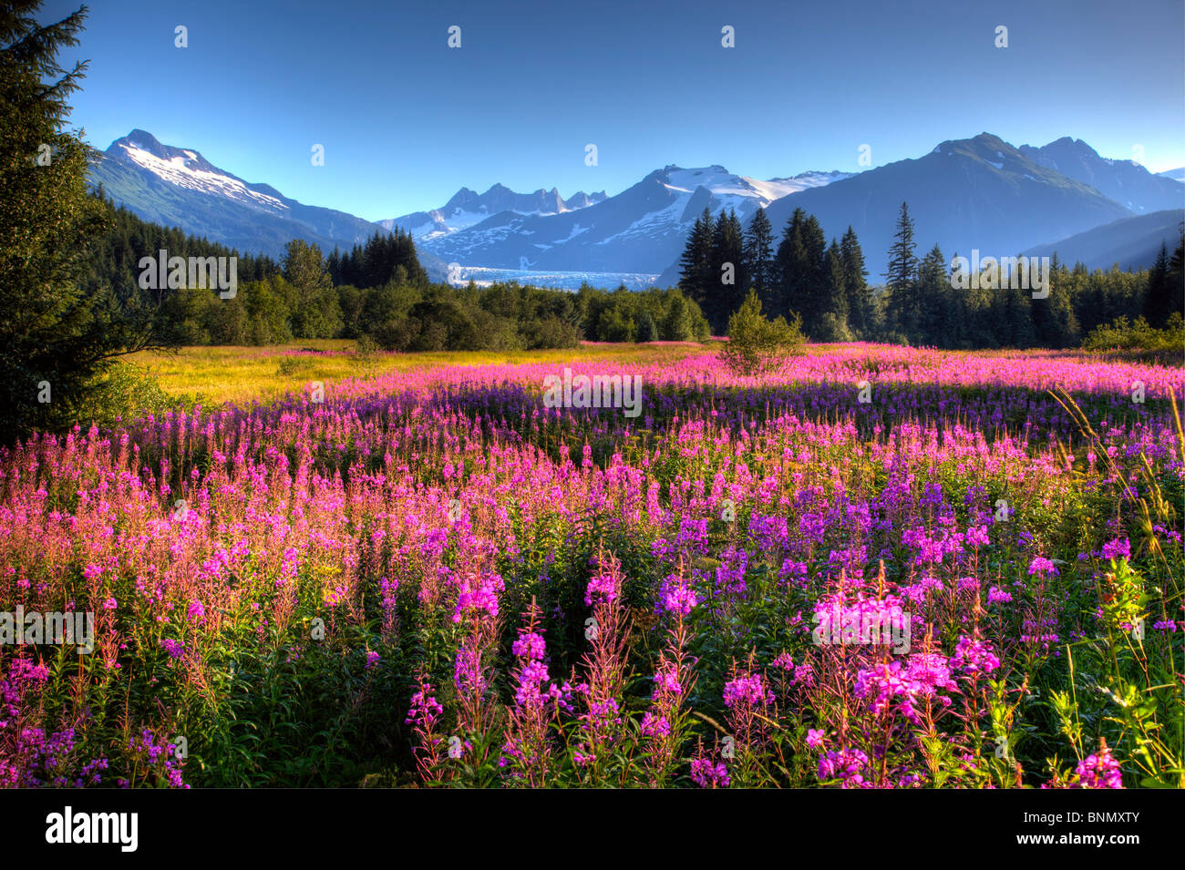 Vue panoramique sur le glacier de Mendenhall avec un champ de l'épilobe au premier plan, l'Alaska, image HDR Banque D'Images