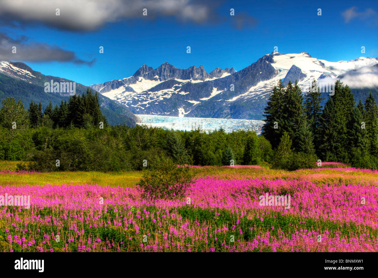 Vue sur le glacier de Mendenhall avec un champ de l'Épilobe dans l'avant-plan, de l'Alaska l'été, image HDR Banque D'Images