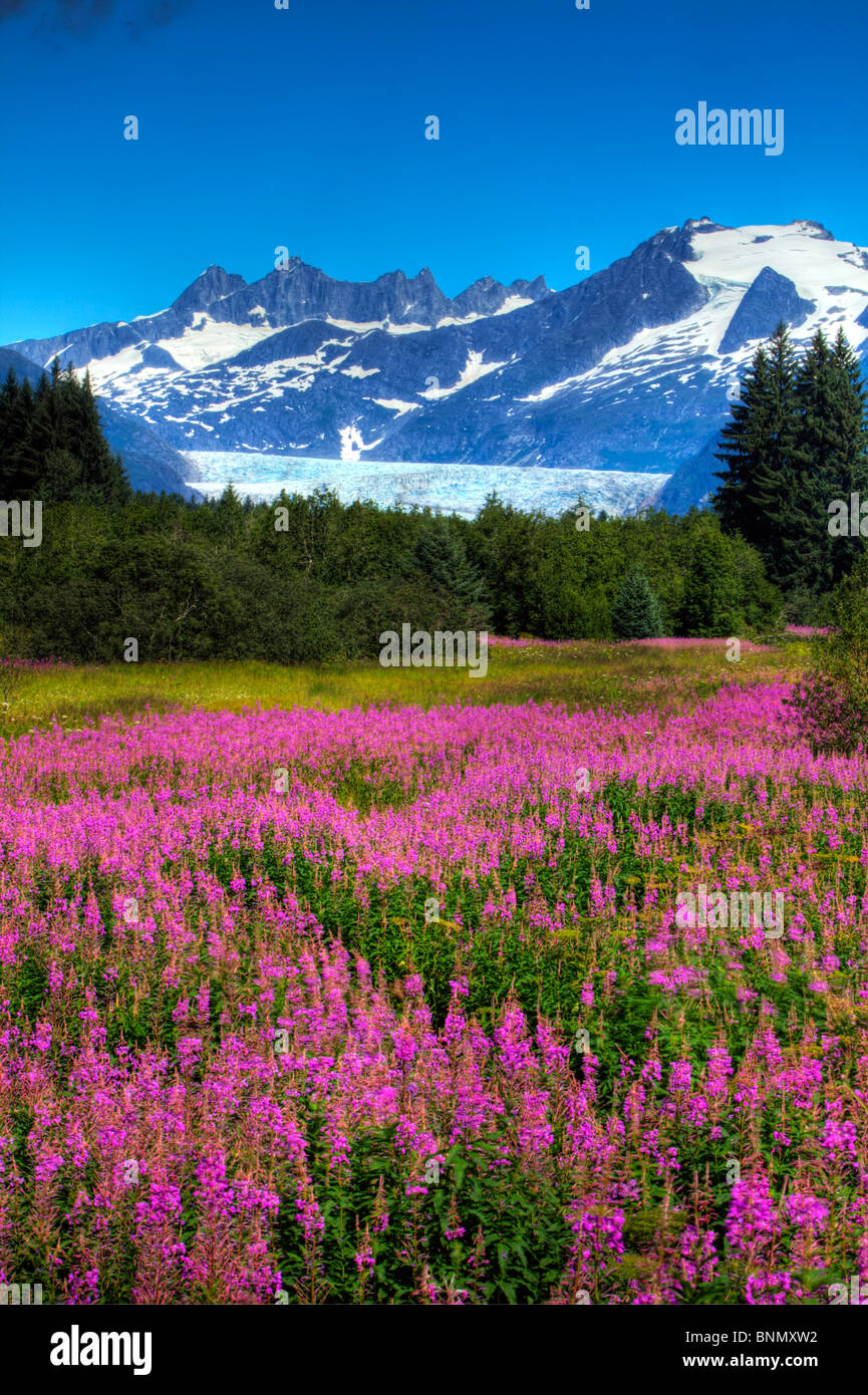Vue sur le glacier de Mendenhall avec un champ de l'Épilobe dans l'avant-plan, de l'Alaska l'été, image HDR Banque D'Images