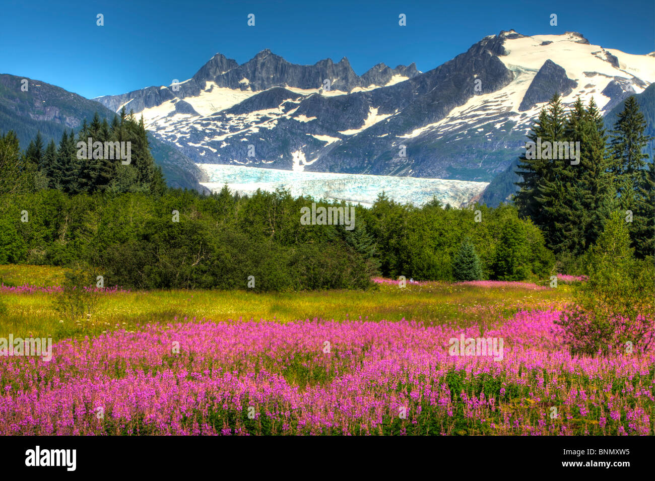 Vue sur le glacier de Mendenhall avec un champ de l'Épilobe dans l'avant-plan, de l'Alaska l'été, image HDR Banque D'Images