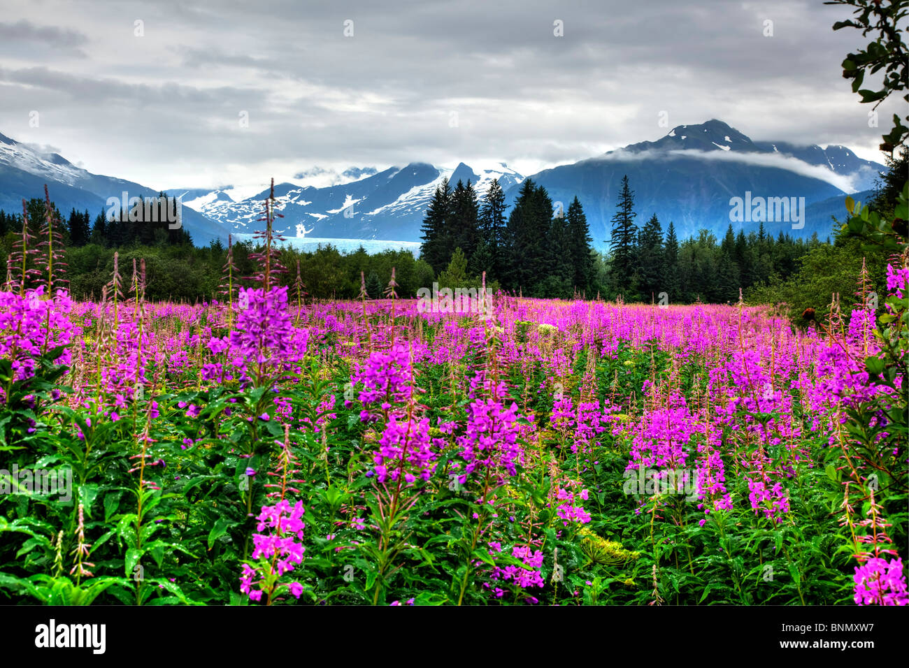 Vue panoramique sur les montagnes de la côte et Mendenhall Glacier, avec en premier plan l'Épilobe, Juneau, Alaska, image HDR Banque D'Images